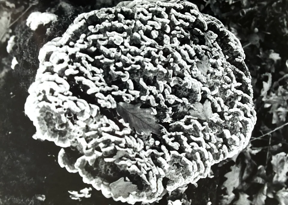 Dunkelkammer, Bild 1 von 5